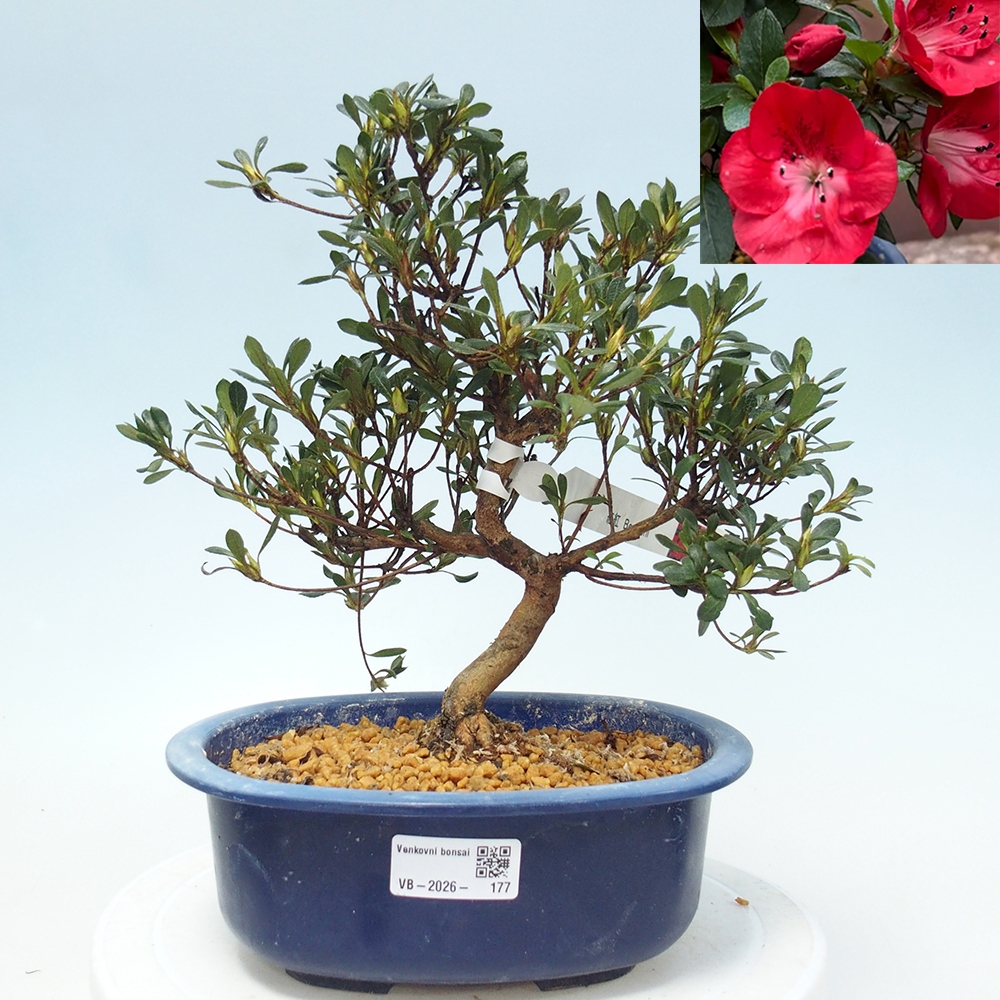 Bonsai zewnętrzne - Azalia japońska - Azalia Benibeni