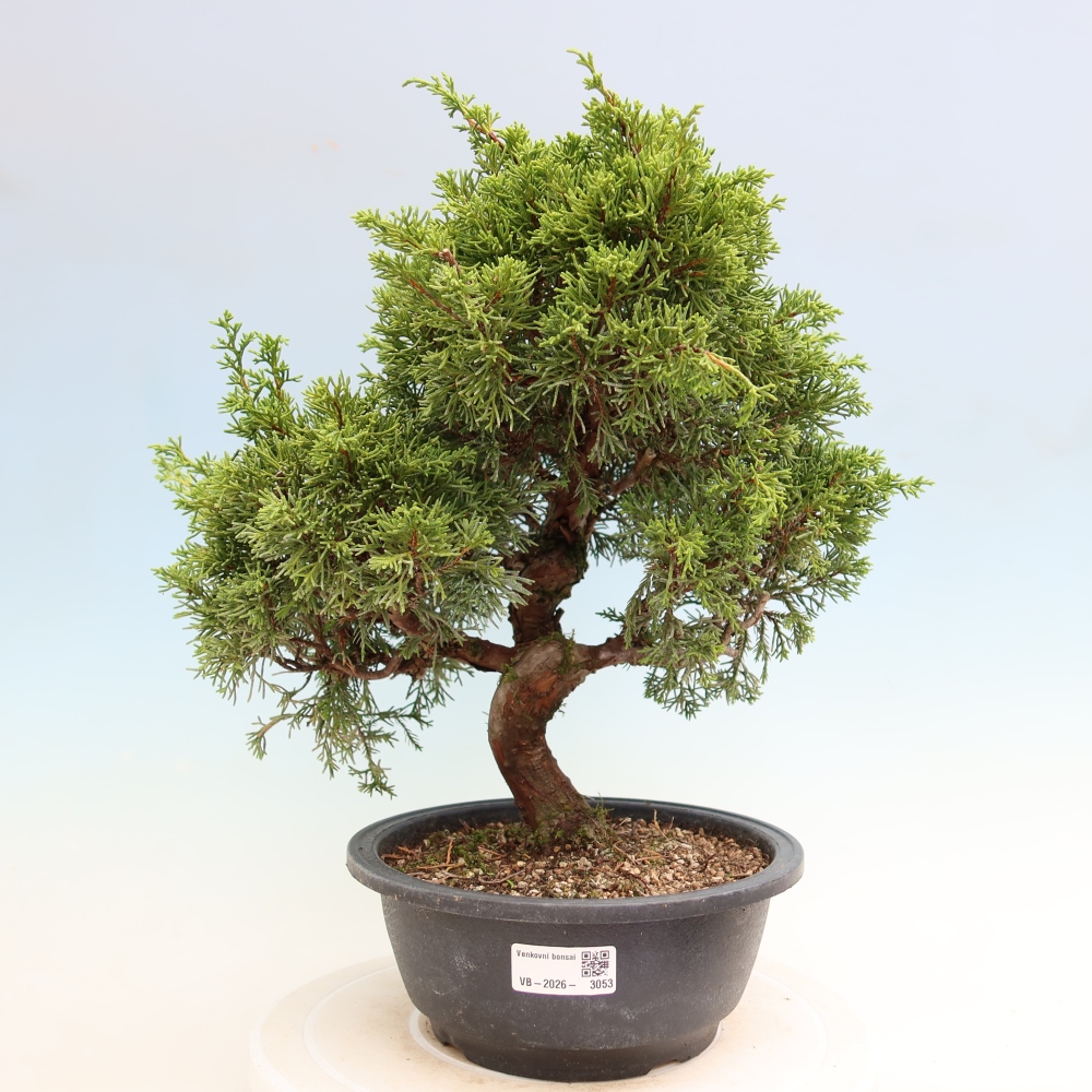 Bonsai ogrodowe – Juniperus chinensis Itoigawa – jałowiec chiński