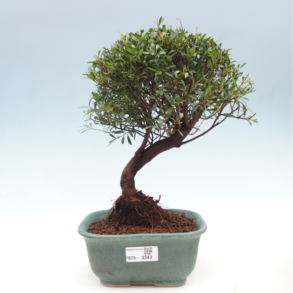Pokój bonsai - Syzygium - Pimento