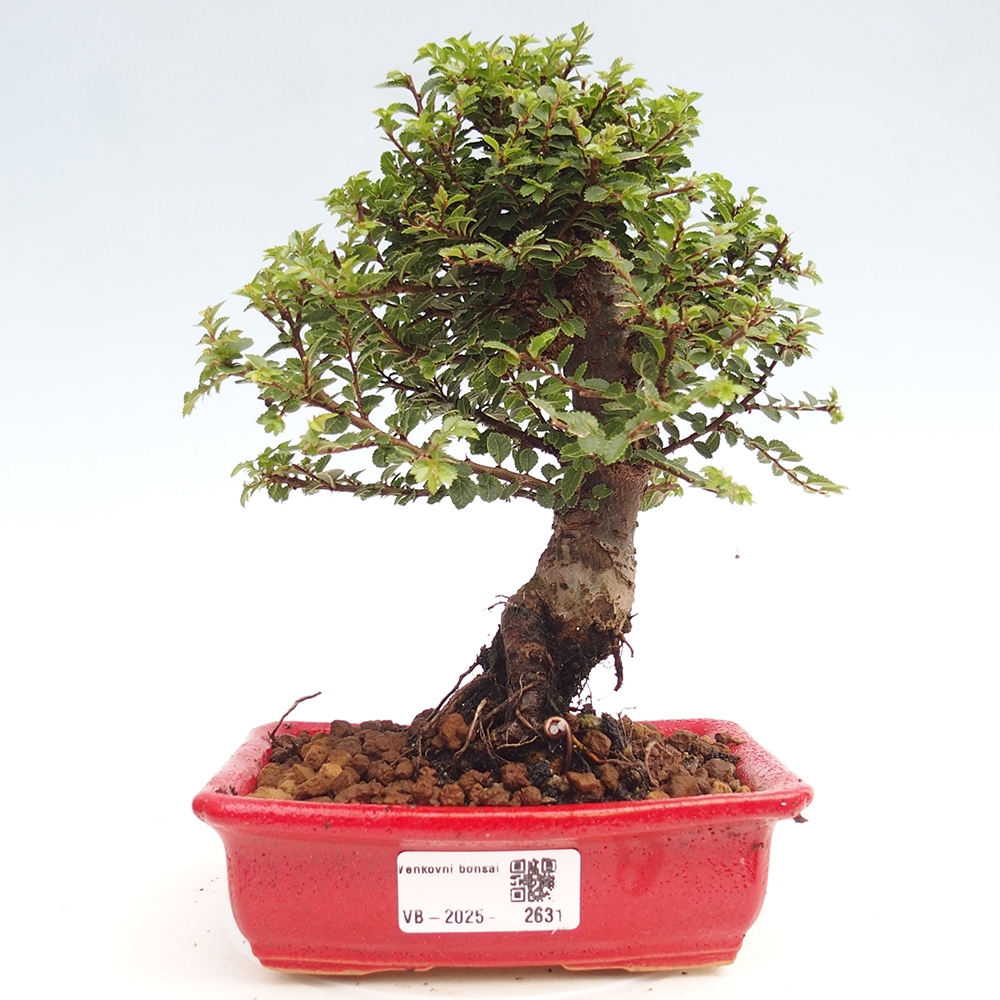 Bonsai zewnętrzne - Ulmus parvifolia Hokkaido - wiąz chiński