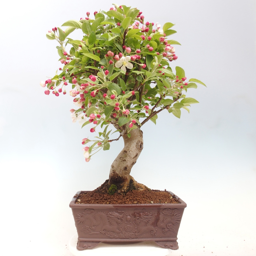 Outdoor bonsai - Malus halliana - Jabłoń drobnoowocowa