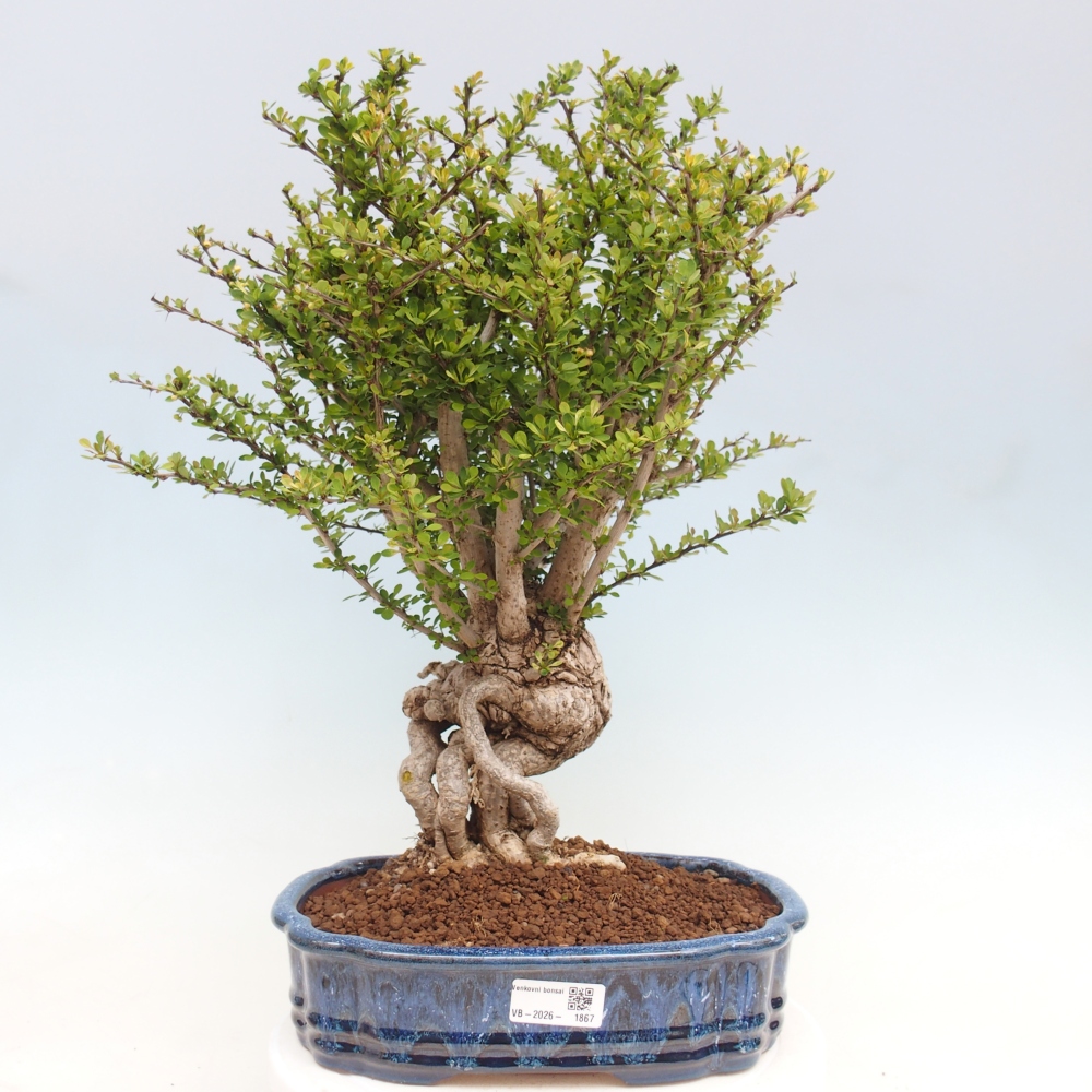 Bonsai zewnętrzne - Berberis coreana