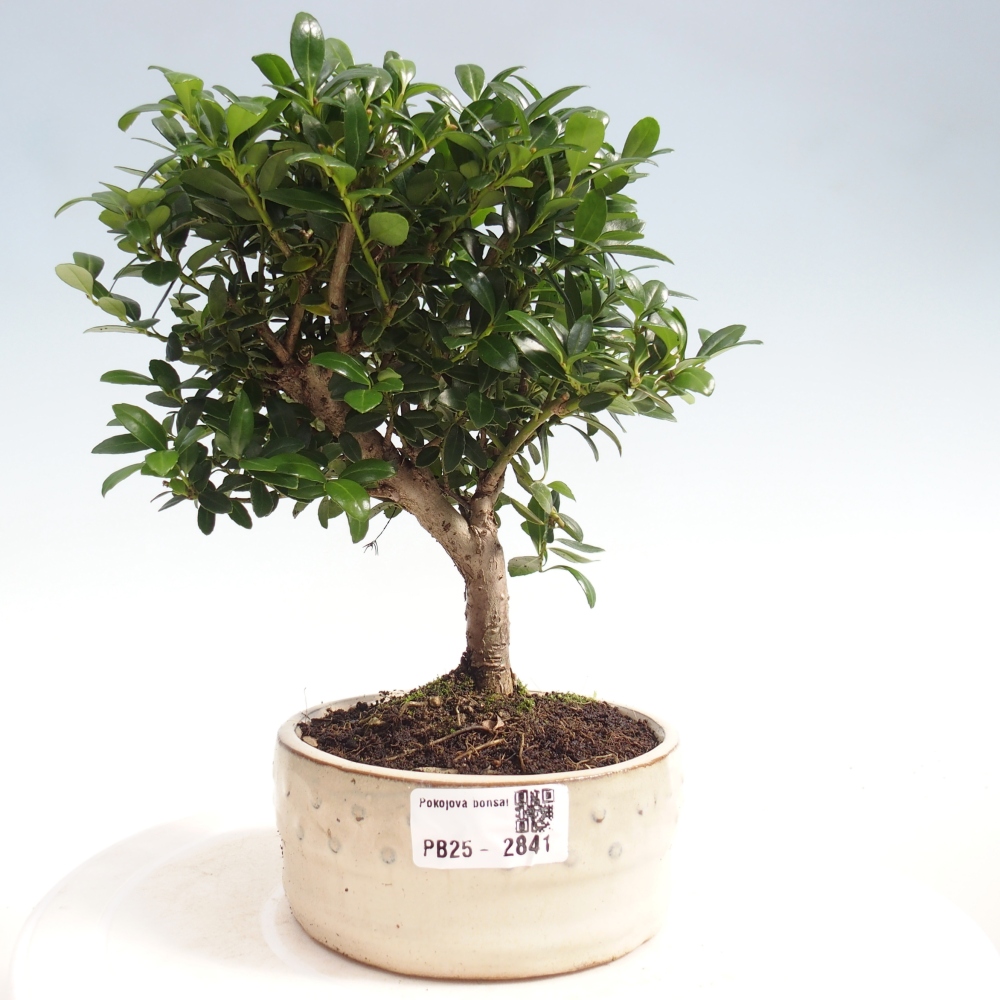 Kryty bonsai - Ilex crenata - Holly
