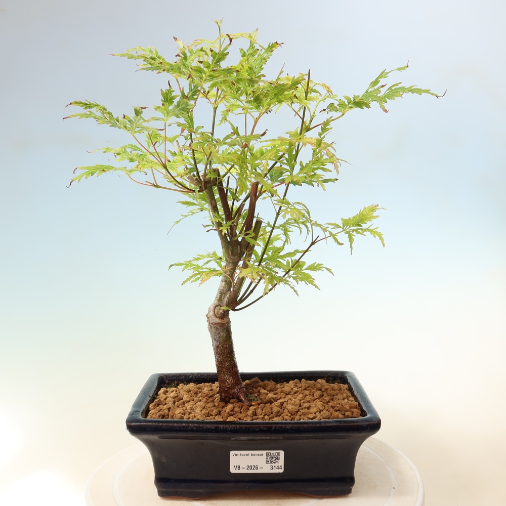 Bonsai ogrodowe – Acer palmatum Dissectum – klon palmowy 