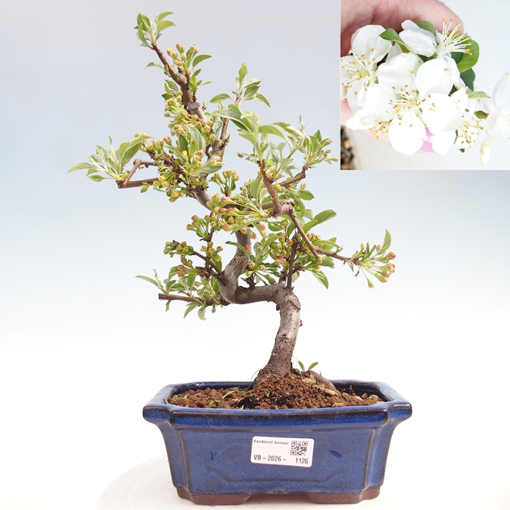 Outdoor bonsai - Malus sargentii - Jabłoń drobnoowocowa