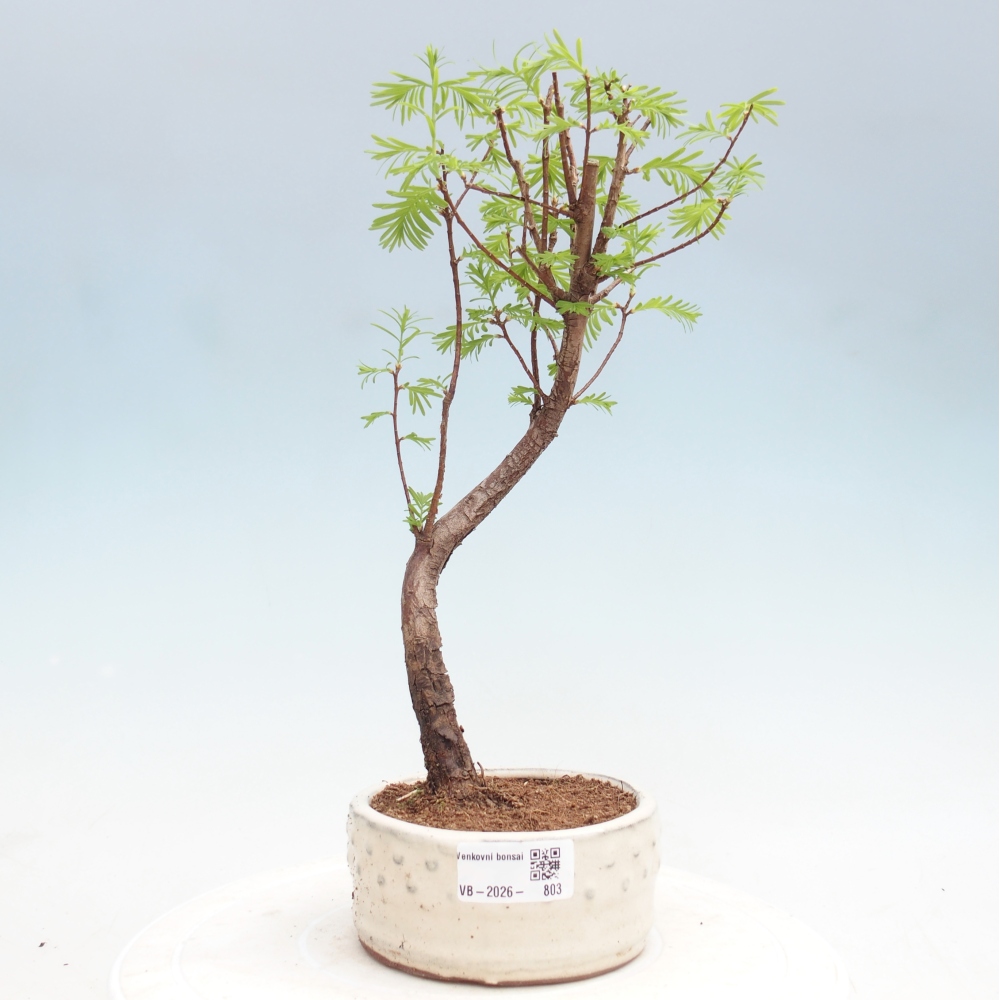 Outdoor bonsai - Metasequoia glyptostroboides - Metasekwoja chińska