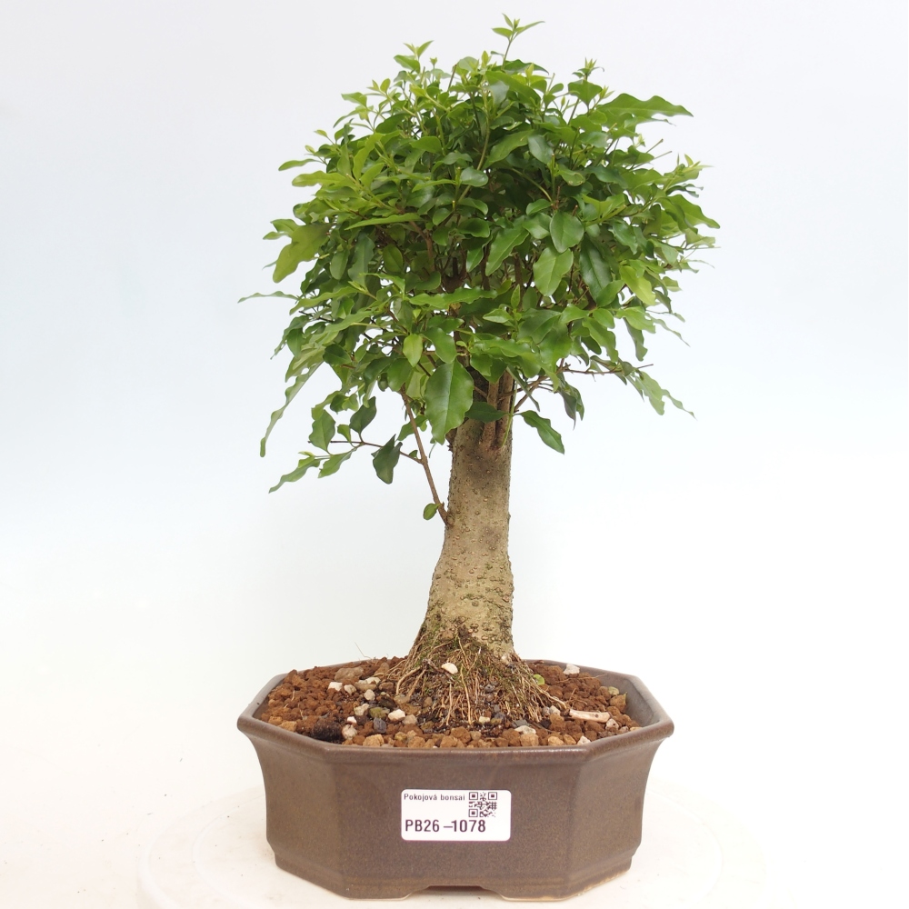 Pokój bonsai - Ligustrum chinensis - Dziób ptaka