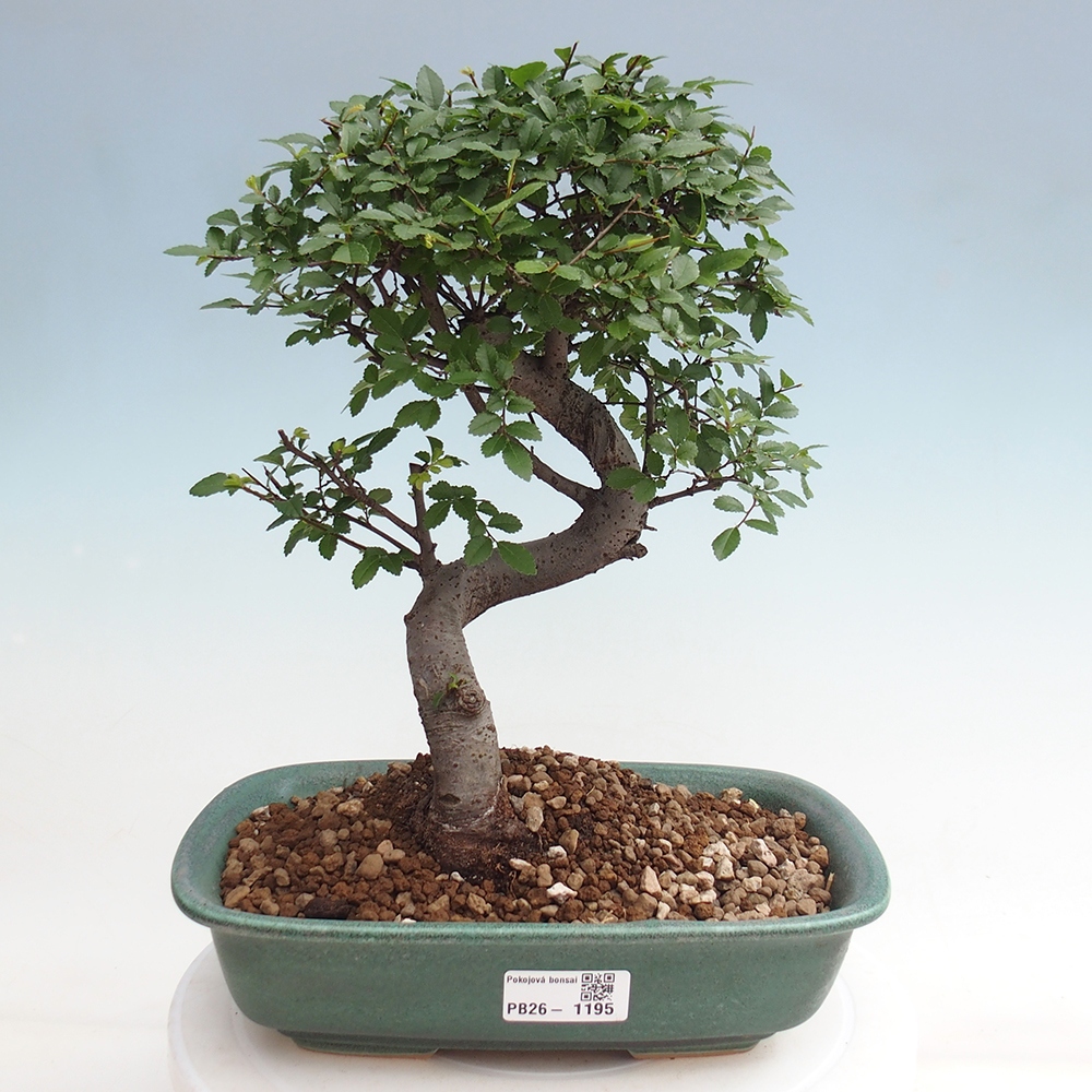 Pokój bonsai - Ulmus parvifolia - Wiąz drobnolistny