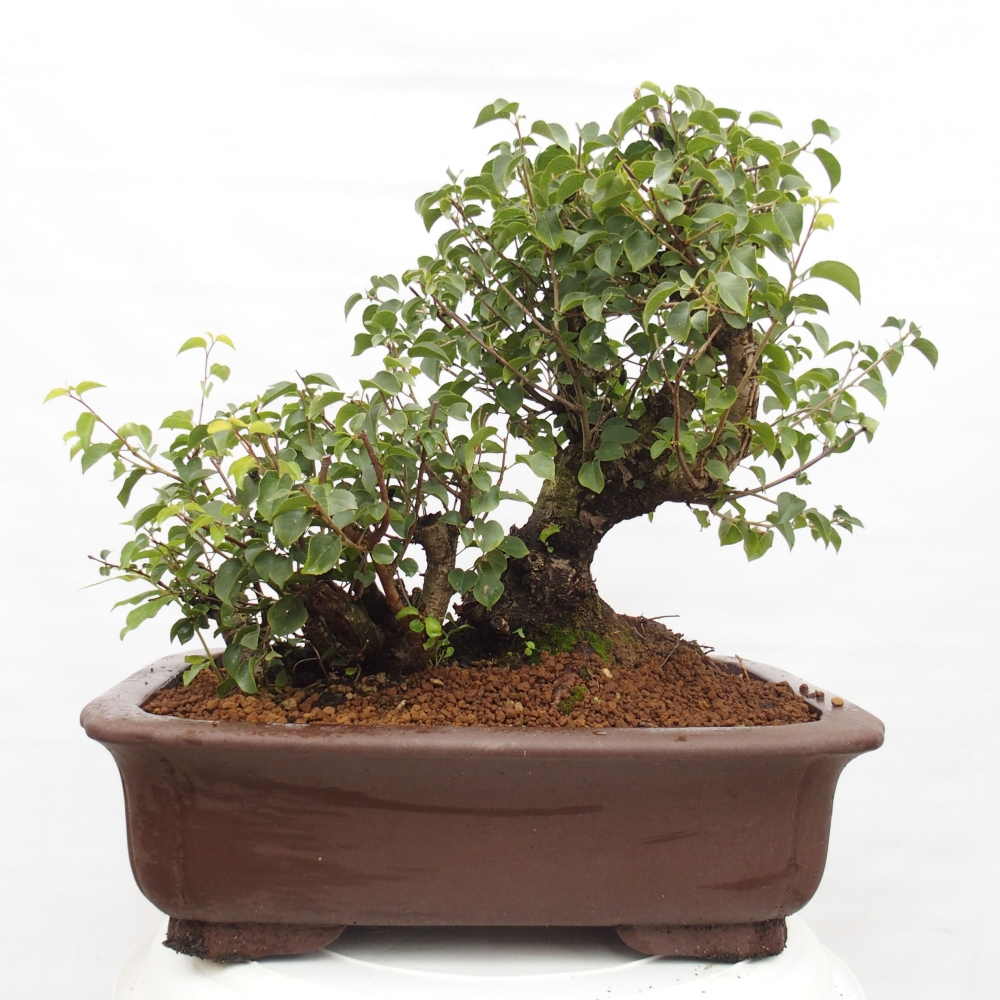 Bonsai na zewnątrz - Mahalebka - Prunus mahaleb
