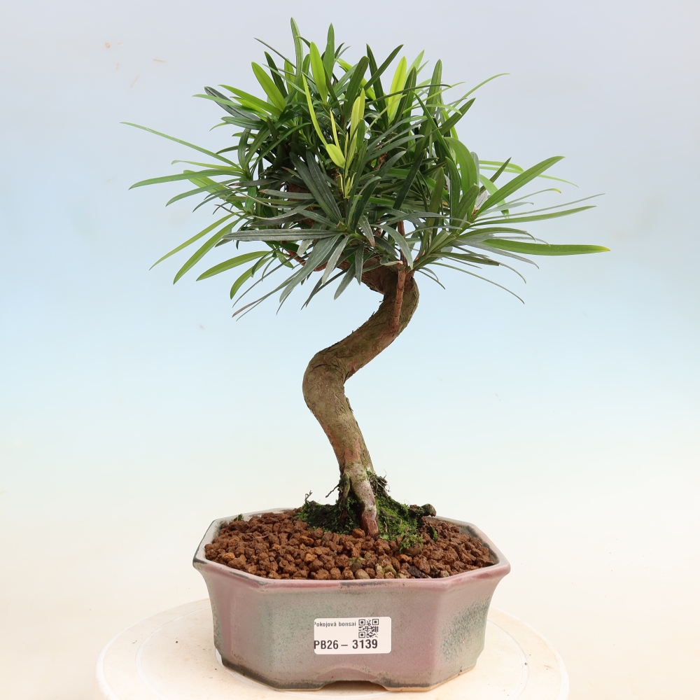 Pokój bonsai - Podocarpus - Kamienny cis