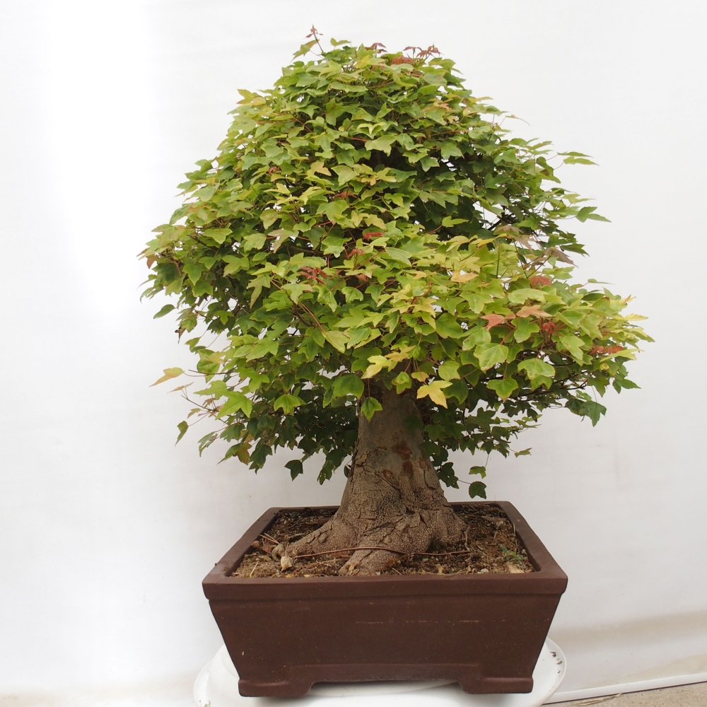 Outdoor bonsai - Maple Buergerianum - Burger Maple