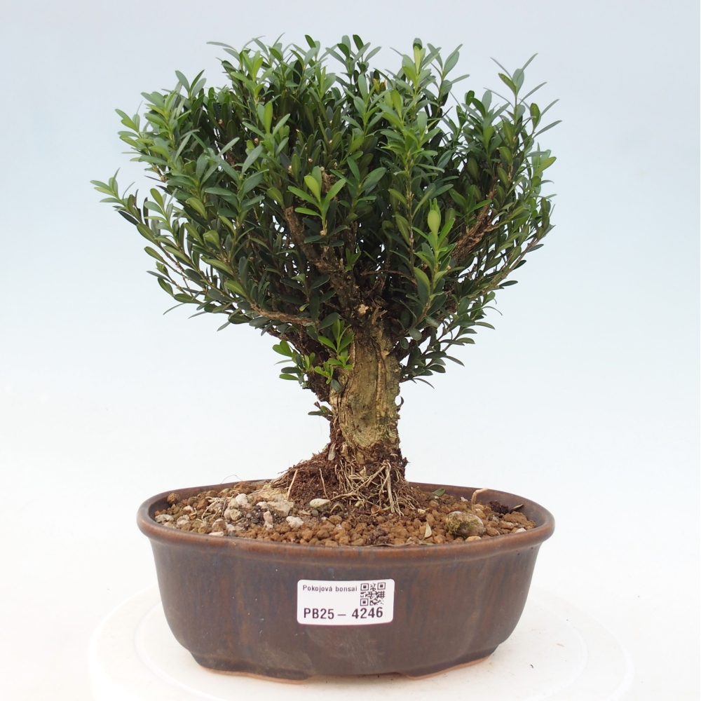 Pokój bonsai - Buxus harlandii - buxus korkowy