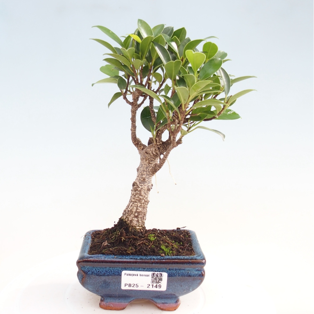 Pokojová bonsai - Ficus retusa - malolistý fíkus
