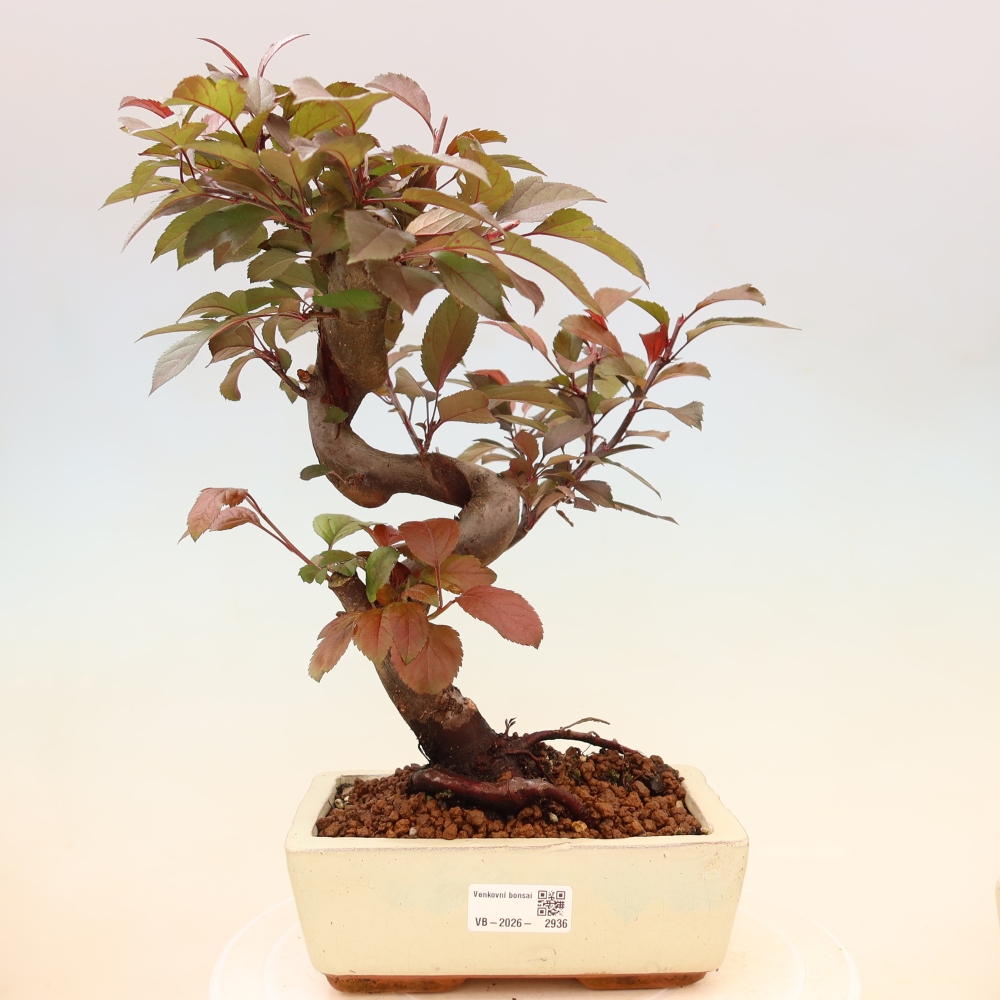 Bonsai zewnętrzne - Malus domowy - Jabłoń czerwonolistna o drobnych owocach