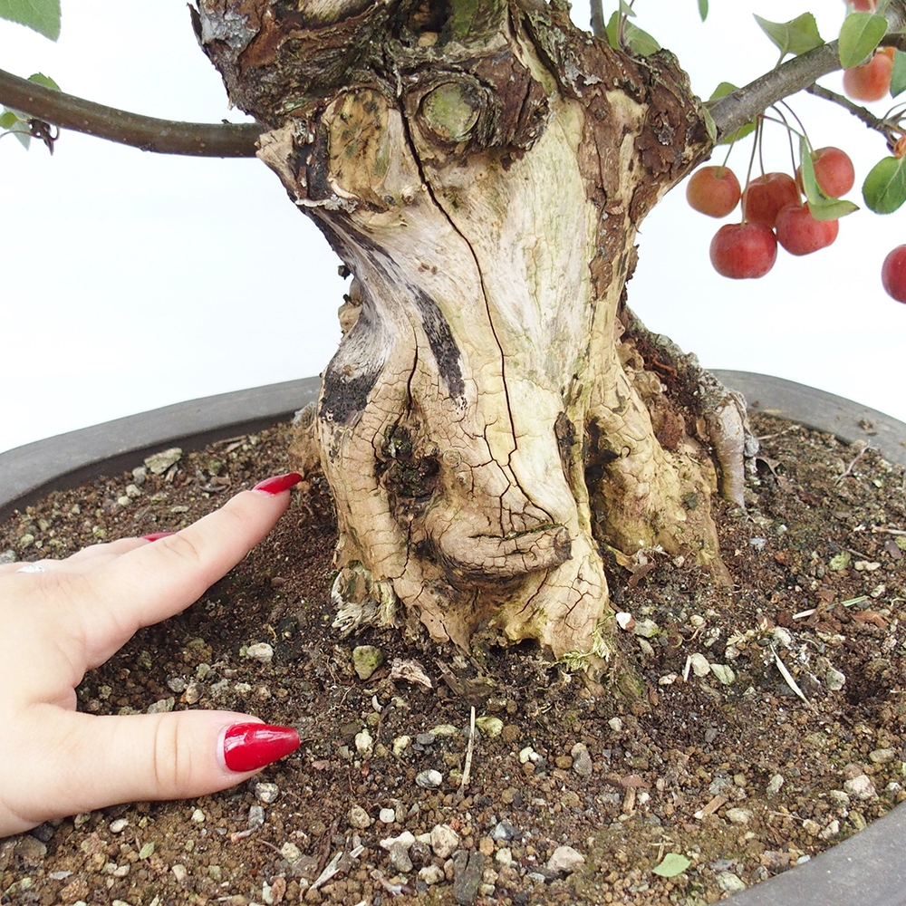 Bonsai plenerowe - Malus Halliana - Jabłoń drobnoowocowa