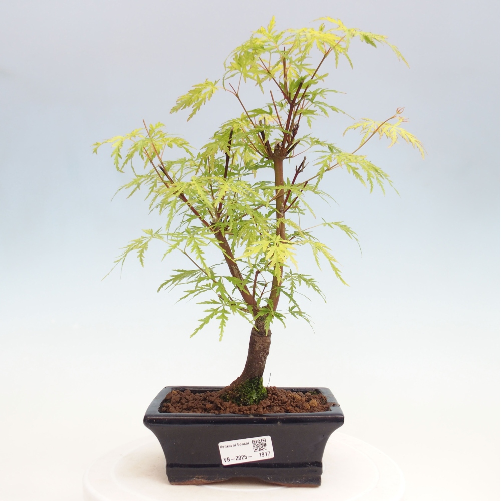 Outdoor bonsai - Acer palmatum Dissectum - Klon japoński 