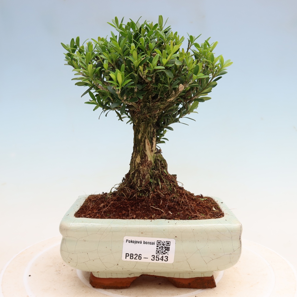 Pokój bonsai - Buxus harlandii - buxus korkowy