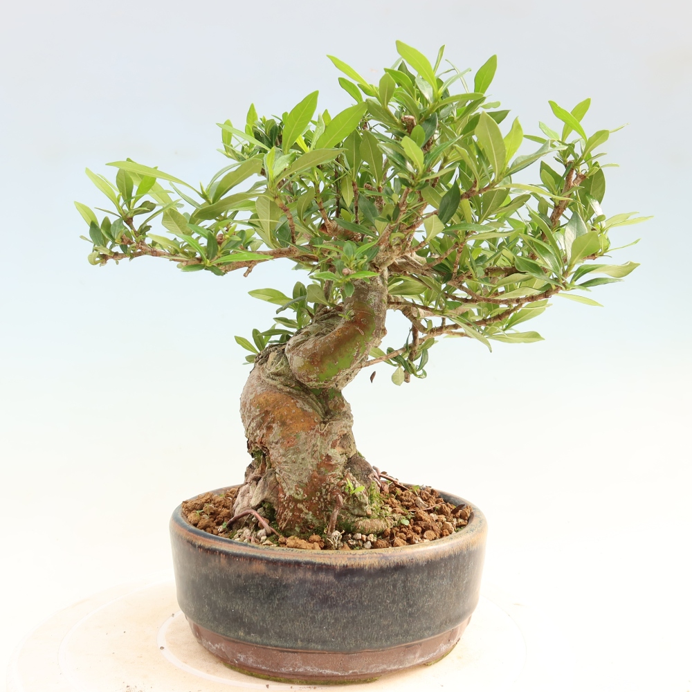 Bonsai pokojowe – Gardenia jasminoides – Gardenia