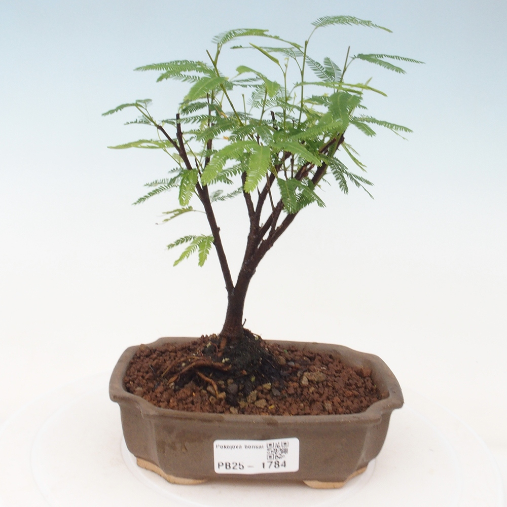 Pokój bonsai-Calliandra surinamensis Dixie Pink - Kaliandra z Surii