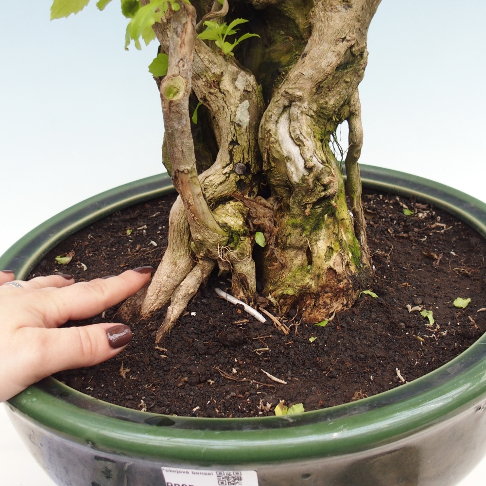 Bonsai pokojowe - Duranta erecta Aurea - WYŁĄCZNIE ODBIÓR OSOBISTY lub transport paletowy