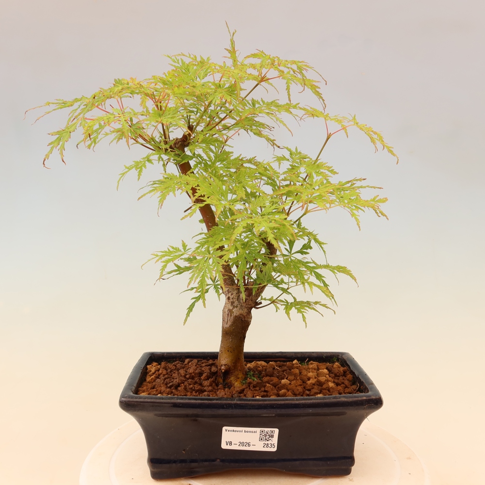 Bonsai ogrodowe – Acer palmatum Dissectum – klon palmowy 