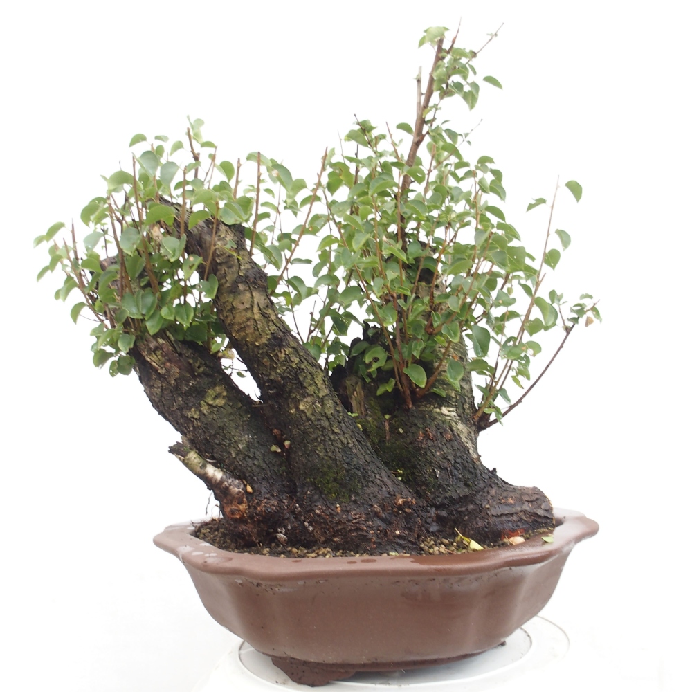 Bonsai na zewnątrz - Mahalebka - Prunus mahaleb