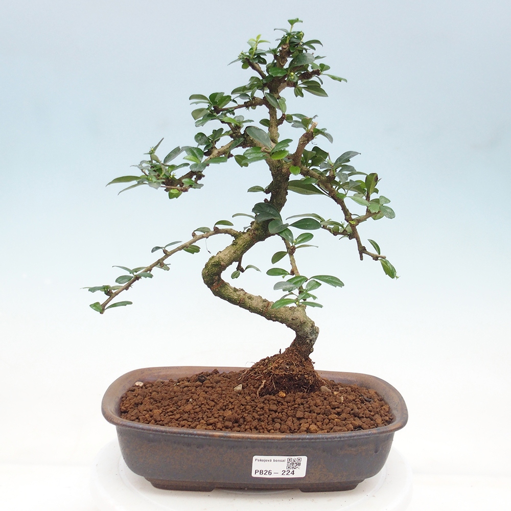 Bonsai pokojowe - Carmona macrophylla - Tea fuki