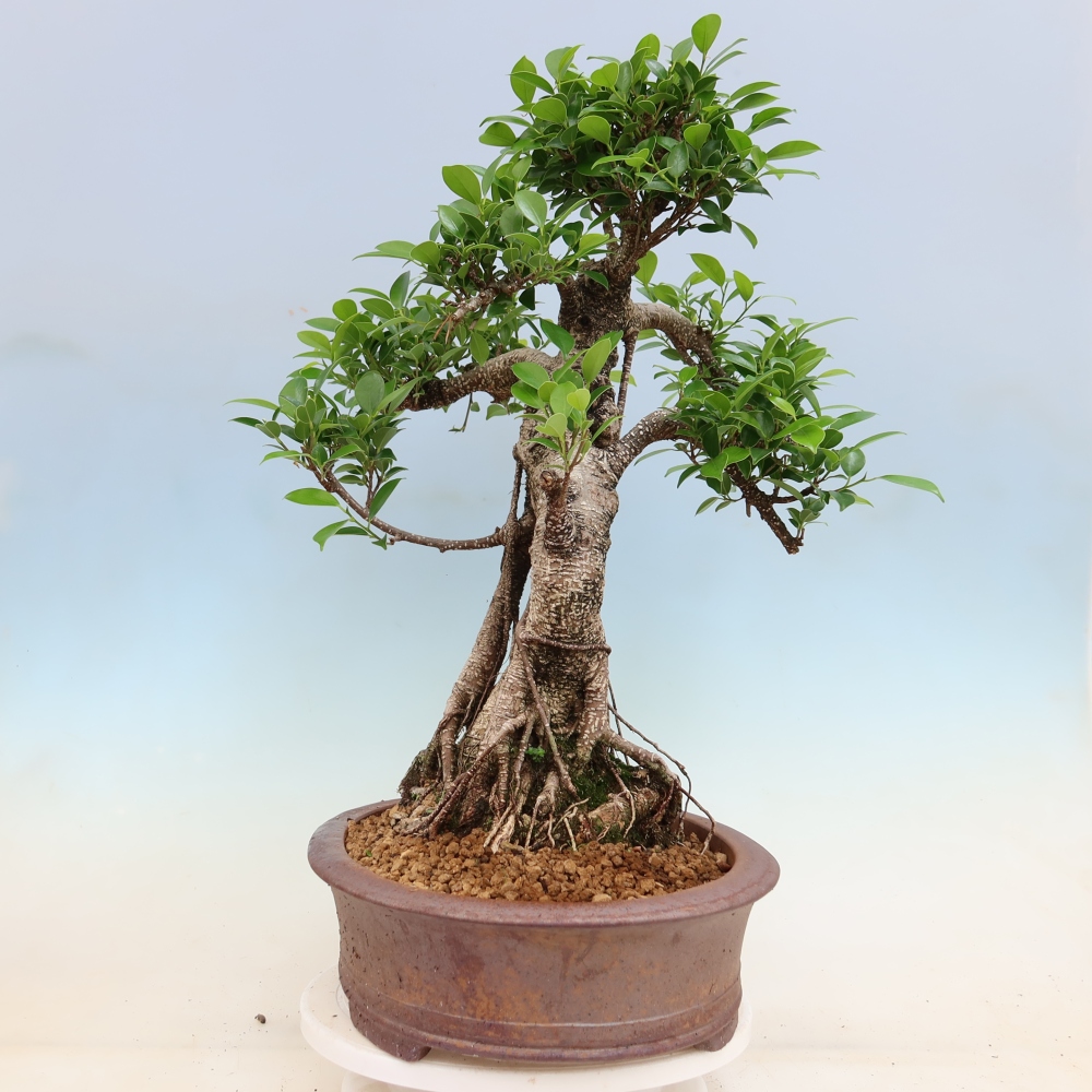 Pokój bonsai - Ficus kimmen - figowiec drobnolistny