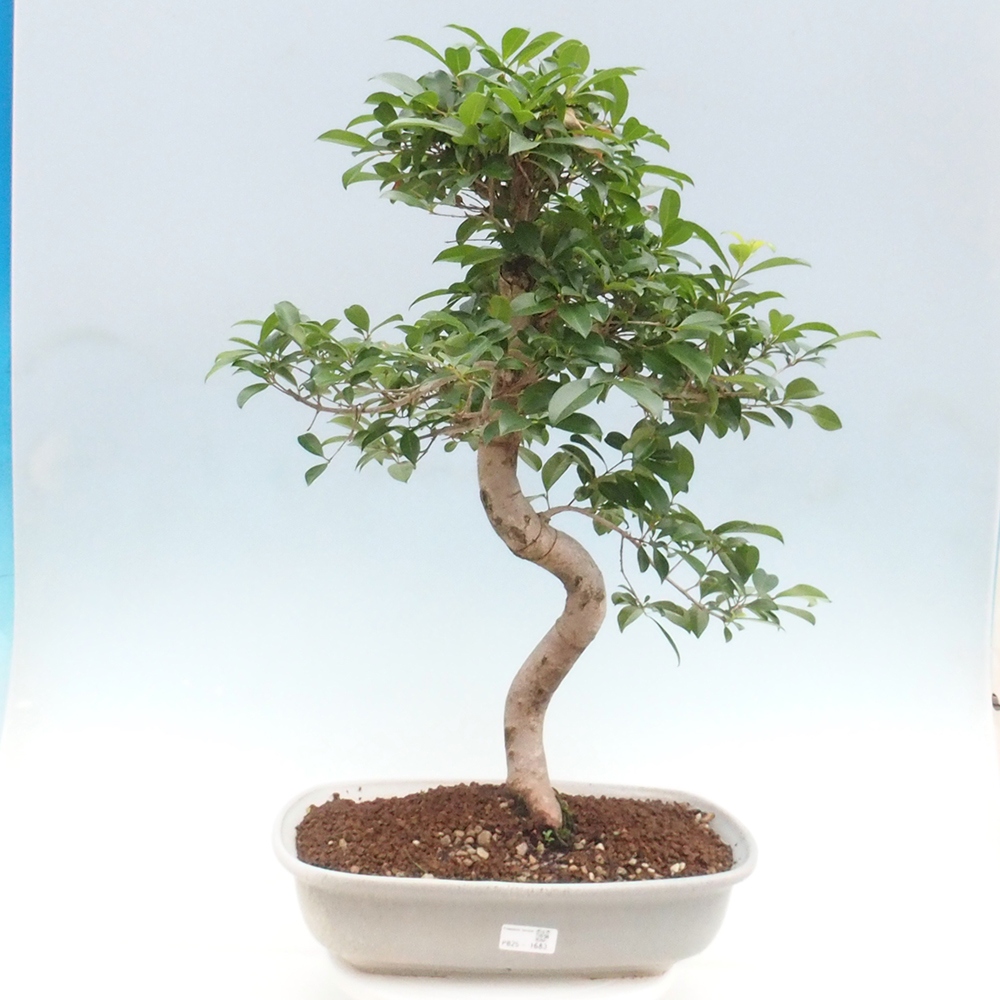Room Bonsai - Australian Cherry - Eugenia uniflora