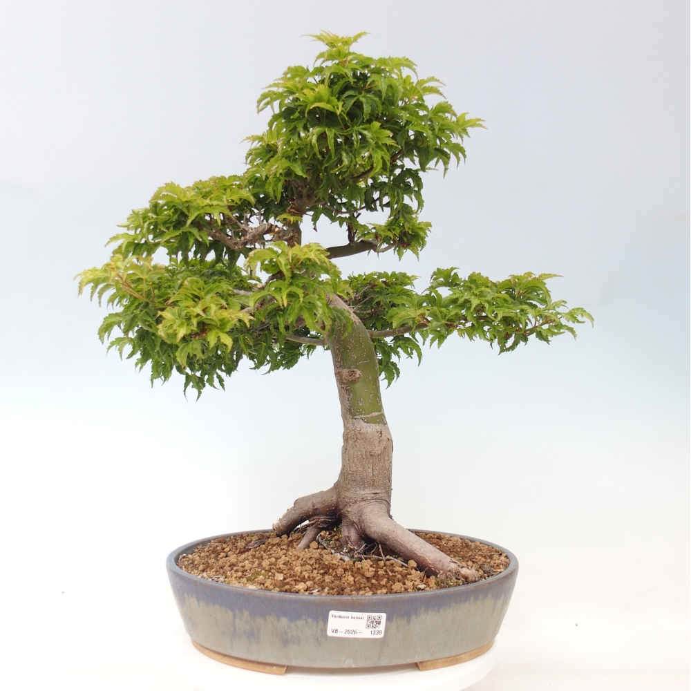 Outdoor bonsai - palma jaworowa Acer palmatum Shishigashira
