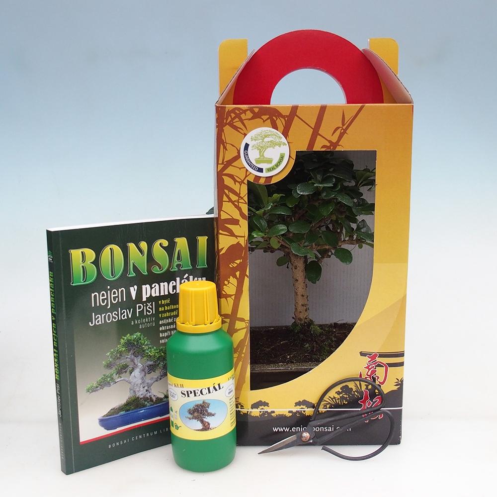 Bonsai pokojowe w pudełku upominkowym Carmona microphylla - Tea fuki