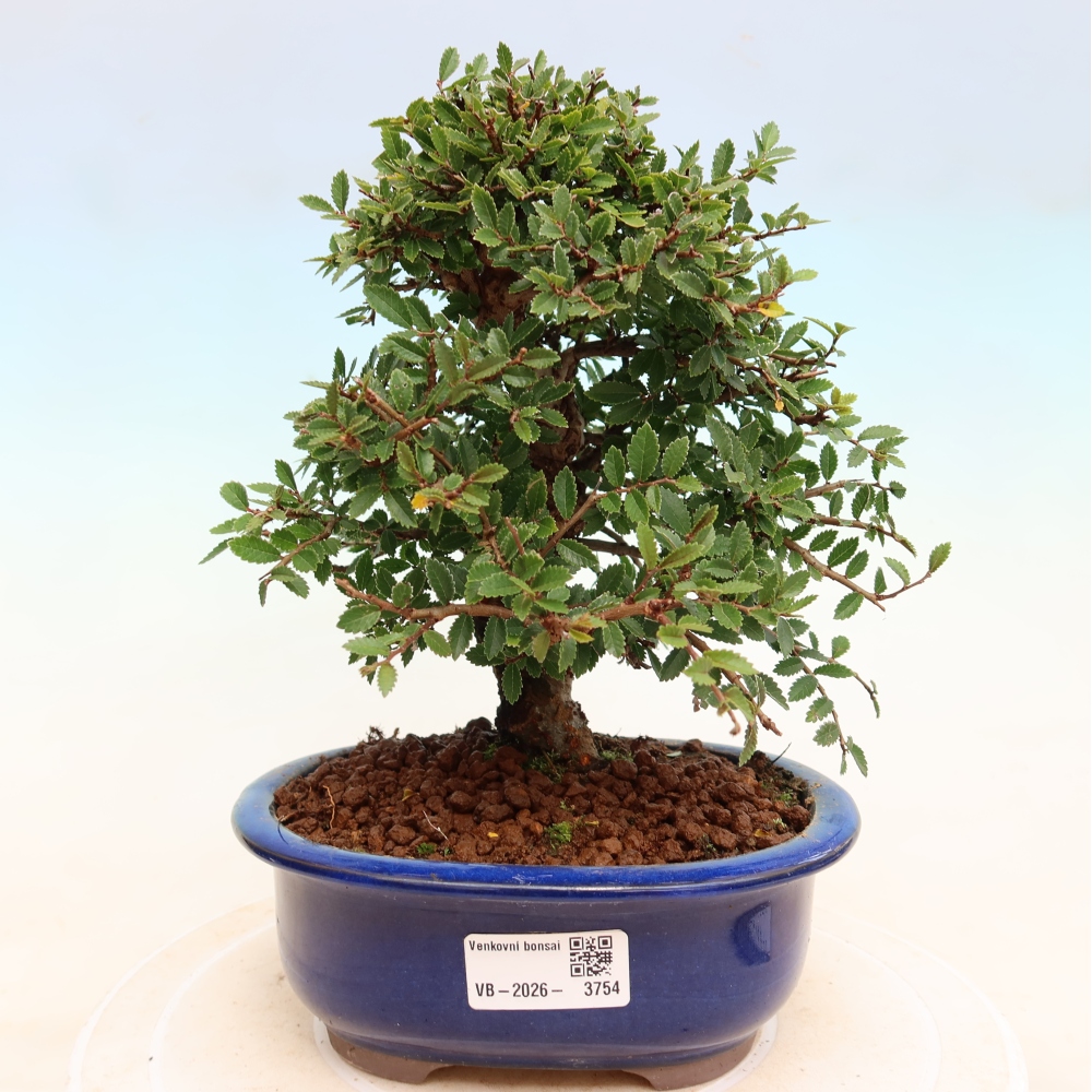 Bonsai zewnętrzne - Zelkova - Zelkova NIRE