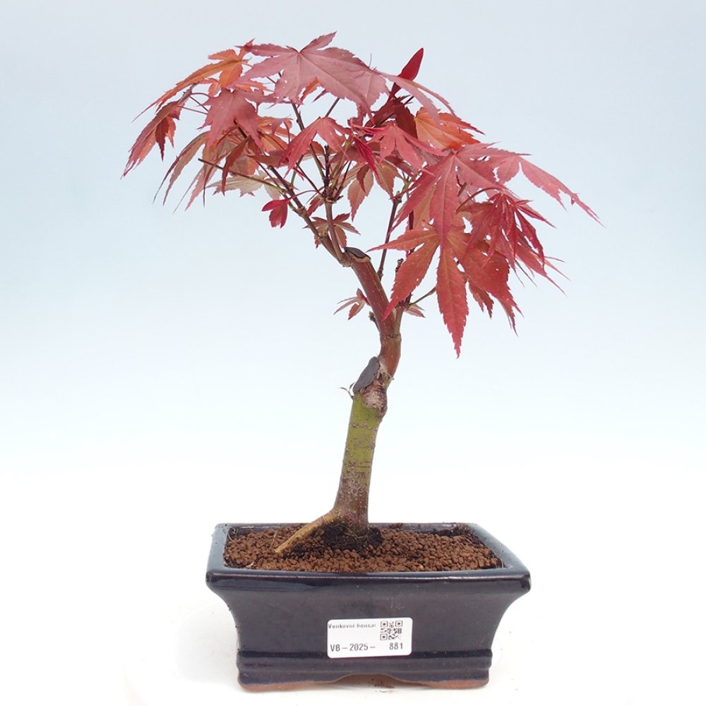 Bonsai zewnętrzne - palma Acer. Klon Atropurpureum-Palmleaf