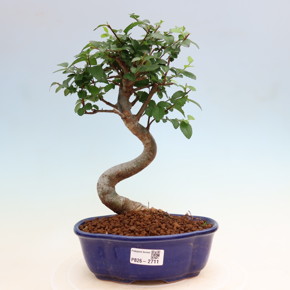 Pokój bonsai - Ulmus parvifolia - Wiąz drobnolistny