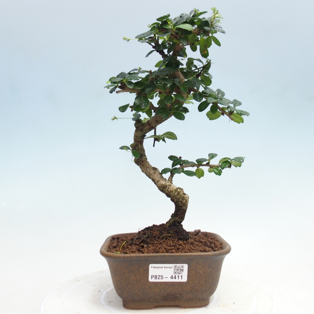 Bonsai pokojowe - Carmona macrophylla - Tea fuki