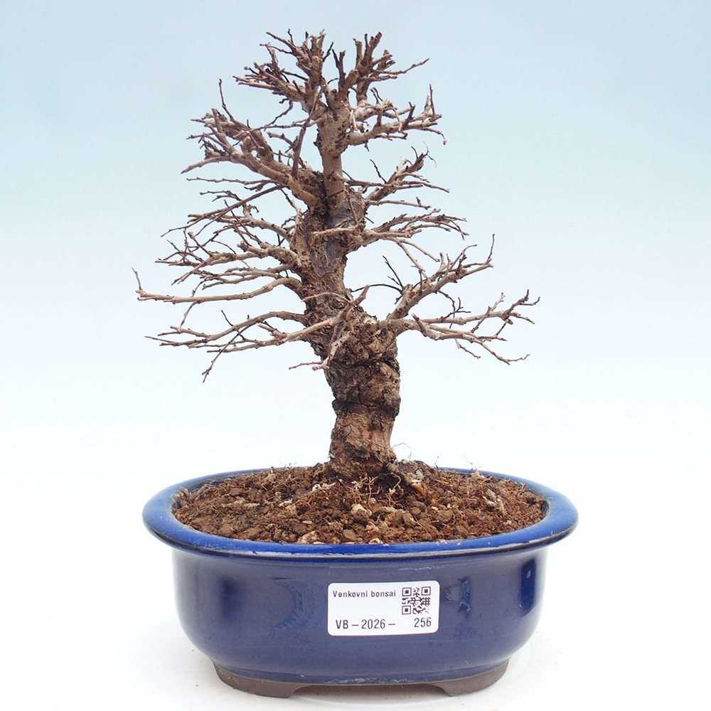 Bonsai zewnętrzne - Zelkova - Zelkova NIRE