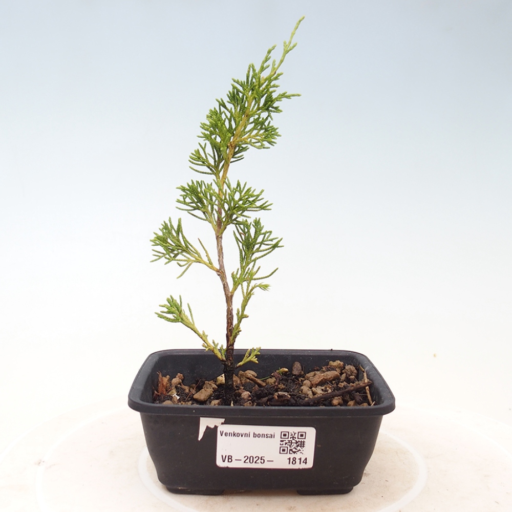 Outdoor bonsai - Juniperus chinensis Itoigawa - Jałowiec chiński