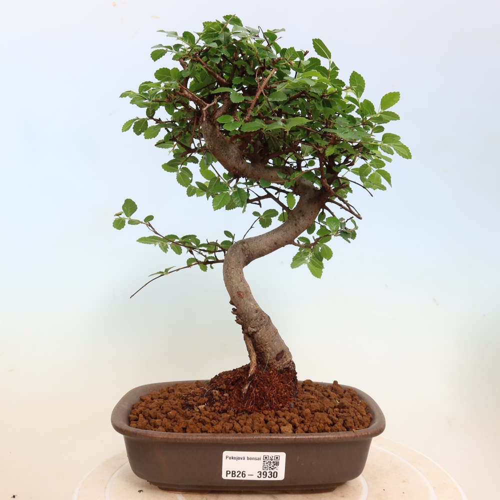 Pokój bonsai - Ulmus parvifolia - Wiąz drobnolistny