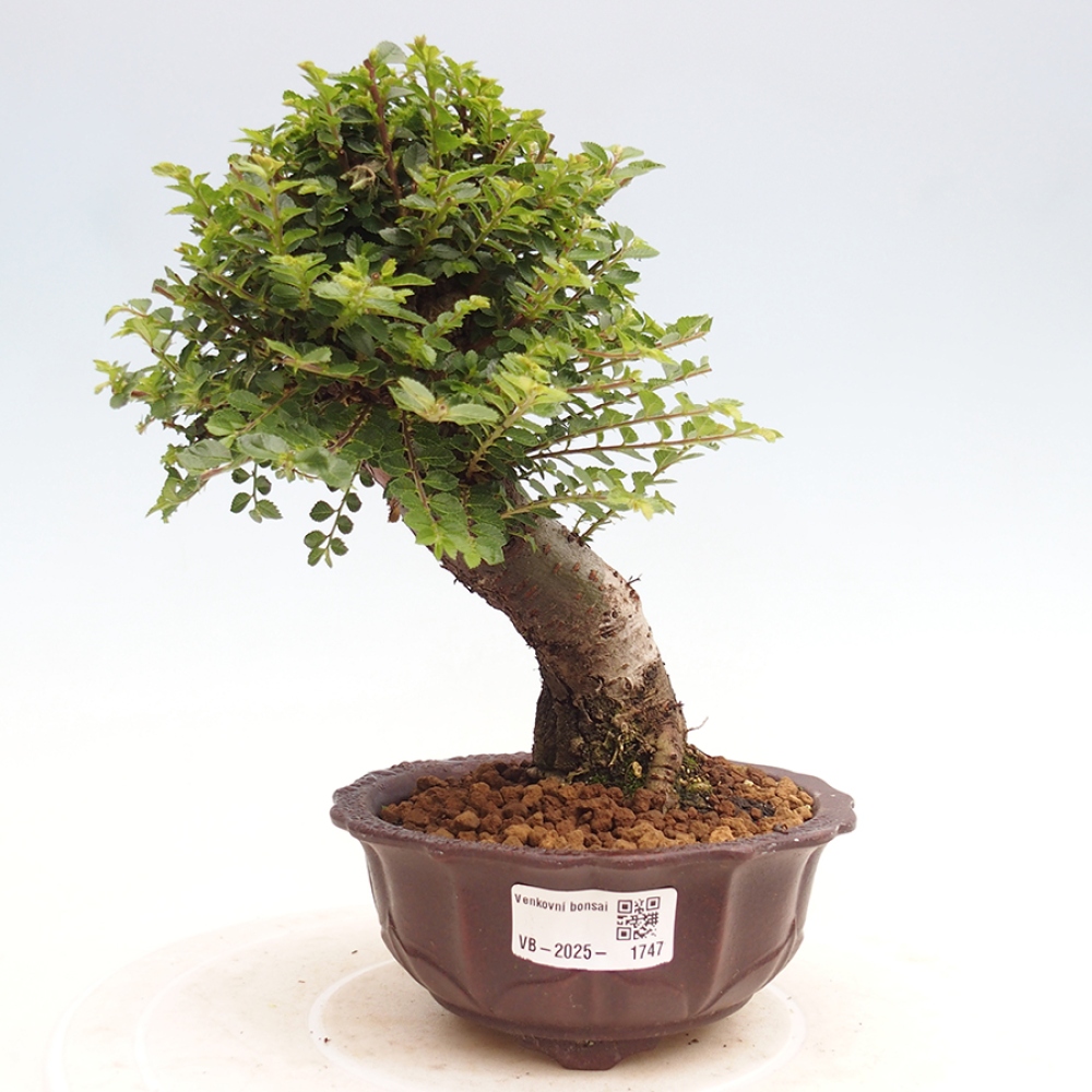 Bonsai zewnętrzne - Ulmus parvifolia Hokkaido - wiąz chiński