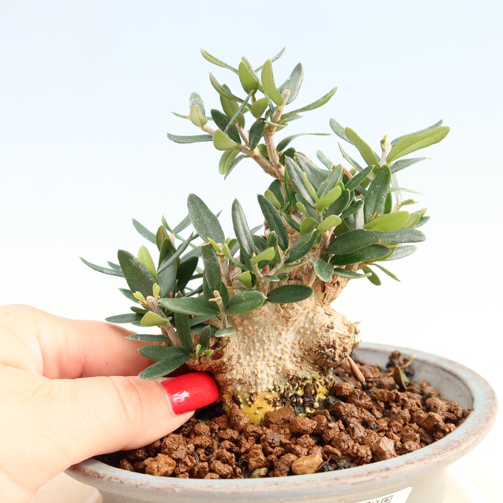 Bonsai do wnętrz - Olea europaea sylvestris