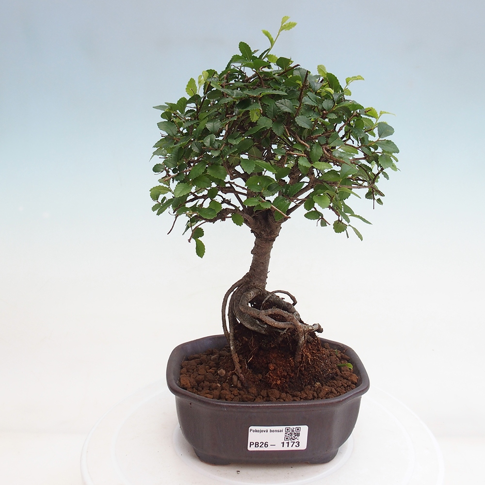 Pokój bonsai - Ulmus parvifolia - Wiąz drobnolistny