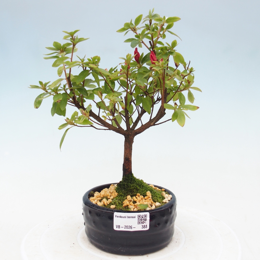 Outdoor bonsai - Azalia japońska - Azalea sp.