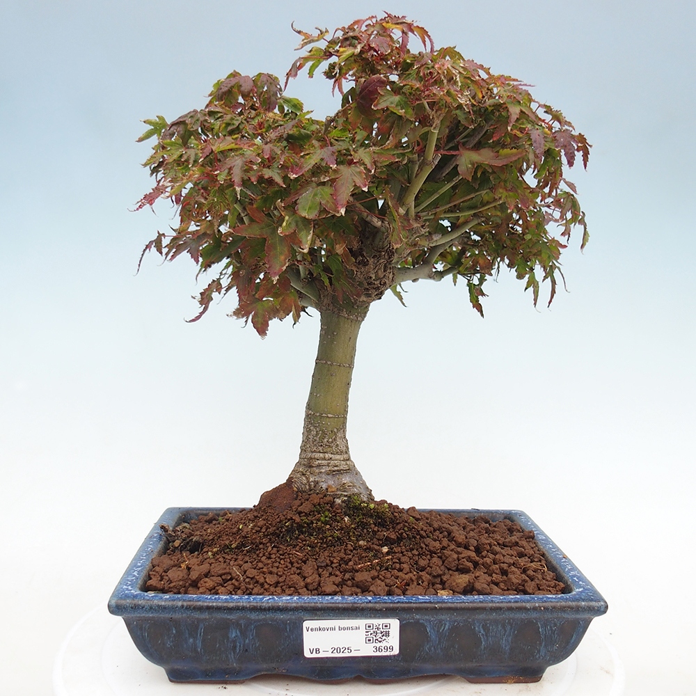 Acer palmatum KIOHIME - klon palmowy
