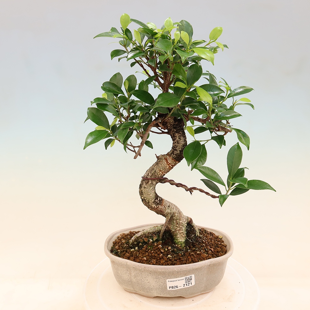 Pokój bonsai - Ficus retusa - figowiec drobnolistny