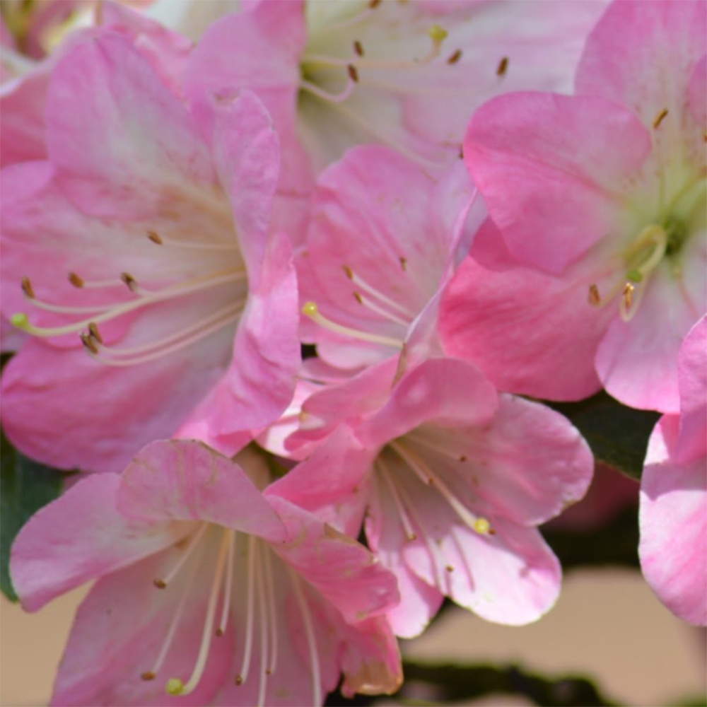 Bonsai zewnętrzne - Azalia japońska - Azalia Kinsho