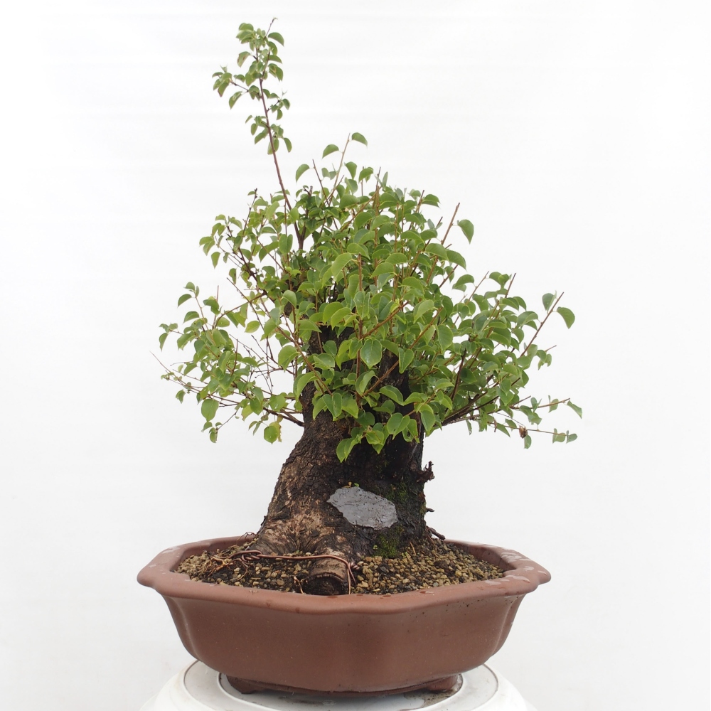 Bonsai na zewnątrz - Mahalebka - Prunus mahaleb