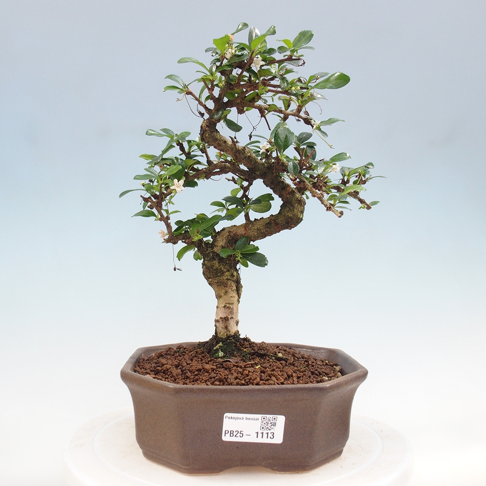 Pokój bonsai - Carmona macrophylla - Tea fuki