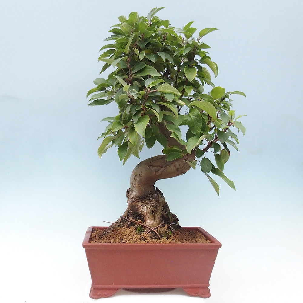 Bonsai plenerowe - Malus Halliana - Jabłoń drobnoowocowa