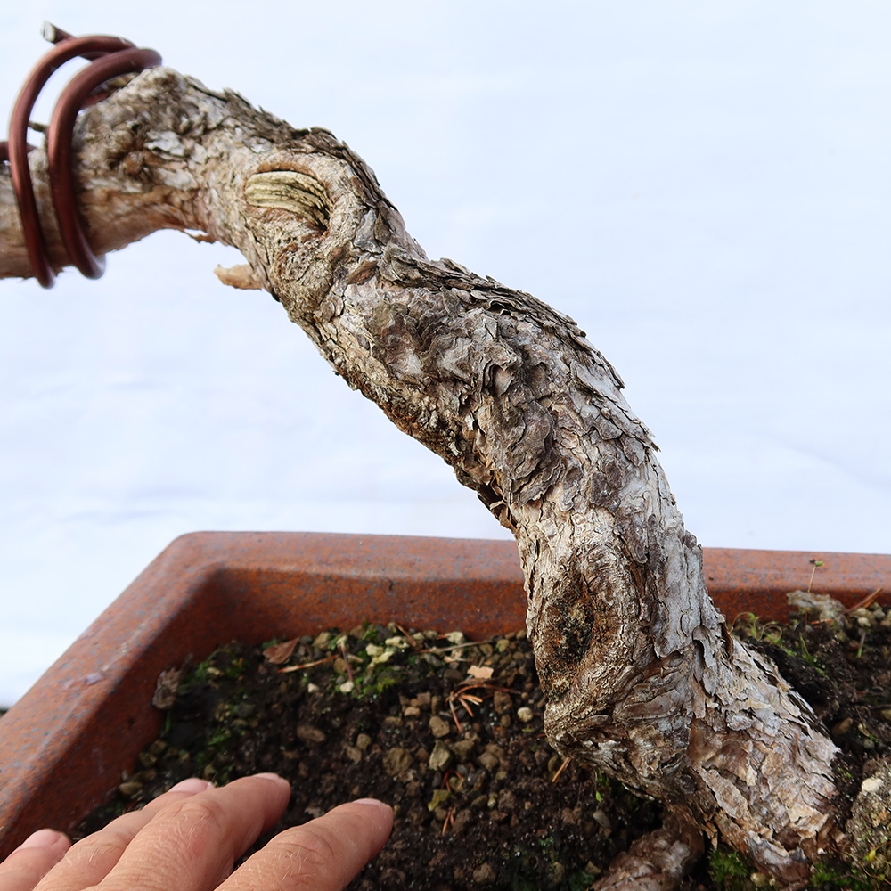 Pinus sylvestris Hiszpania – sosna zwyczajna