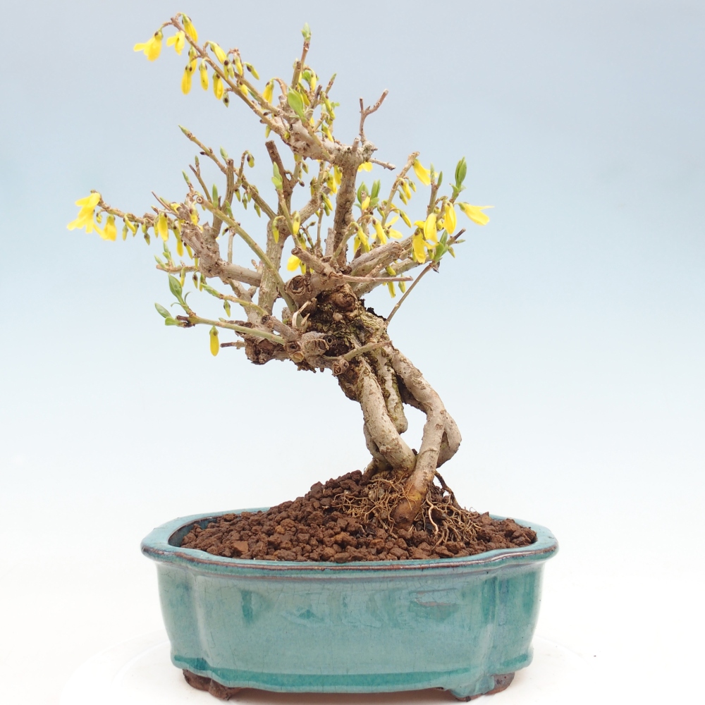Outdoor bonsai - Zlatice - Forsycja koreańska
